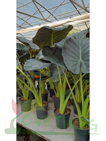 Alocasia Wentii